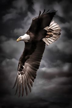 an eagle flying in the sky with its wings spread