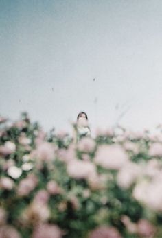 two birds are sitting in the middle of a field full of pink flowers and grass