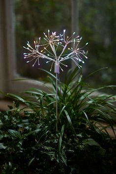 a plant with lights on it in front of a window