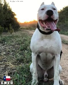 a white dog sitting on top of a dirt road