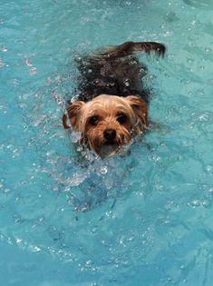 a brown dog swimming in a pool with blue water