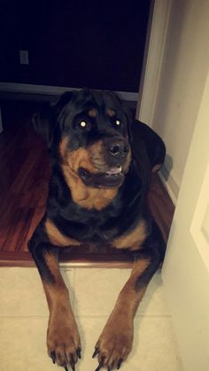 a black and brown dog laying on the floor next to a door with it's eyes open