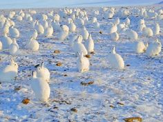 a large group of white birds standing in the middle of a field covered in snow