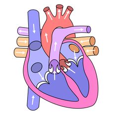 an image of the heart with arrows pointing to it's right and left sides