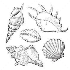 sea shells and seashells on a white background stock photo - 957982