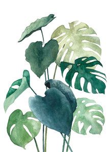 a watercolor painting of green leaves and monster's tail plant on a white background