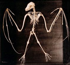 an image of a skeleton that is in the process of retouing it's body