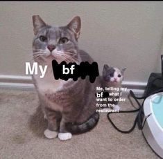 a cat sitting on the floor next to a mouse and another animal that is looking at the camera