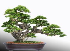 a bonsai tree in a pot on a table