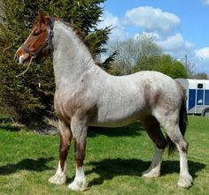 a brown and white horse standing on top of a lush green field next to trees