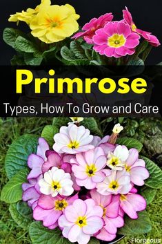 pink, yellow and white flowers with text overlay that reads primrose types, how to grow and care