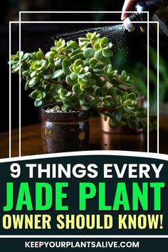 Are you a Jade Plant owner? Learn these key things to know about Jade plant for a thriving, healthy succulent! How To Trim Jade Plant, How To Care For Jade Plant Indoors, Mini Jade Plant, Jade Succulent Plant Care, Care For Succulents Indoor, How To Grow Jade Plant, Jade Plant Care Indoor, Caring For Succulents Indoor, Jade Plant Decor Ideas