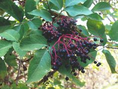 berries hanging from the branches of a tree