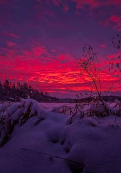 the sun is setting over a snow covered field with trees and bushes in the foreground