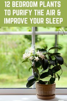 a potted plant sitting in front of a window with the words, 12 bedroom plants to purify the air & improve your sleep