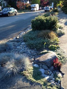 some plants and rocks on the side of a road