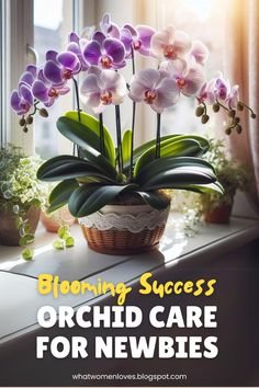 an orchid plant sitting on top of a window sill with the words blooming success orchid