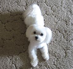 a small white dog standing on top of a carpeted floor next to a wall