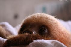 a brown dog laying on top of a bed covered in white sheets and blankets with his nose sticking out