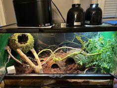 a fish tank filled with plants and rocks