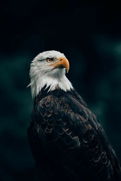 an eagle is standing in front of a dark background