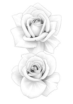 two white roses are shown in this black and white drawing, with one flower on the left