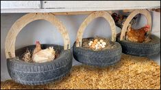 chickens are sitting in their nests made from old tires