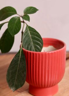 a small potted plant sitting on top of a wooden table