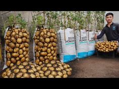 a man standing next to bags filled with potatoes