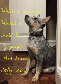 a dog sitting on the floor looking up at something