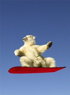 a polar bear on a snowboard in the air with its paws up and feet down