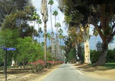 an empty street lined with palm trees and flowers