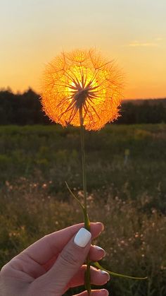 a hand holding a dandelion in front of a sunset over a grassy field