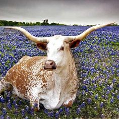 a cow with long horns laying in a field of blue flowers