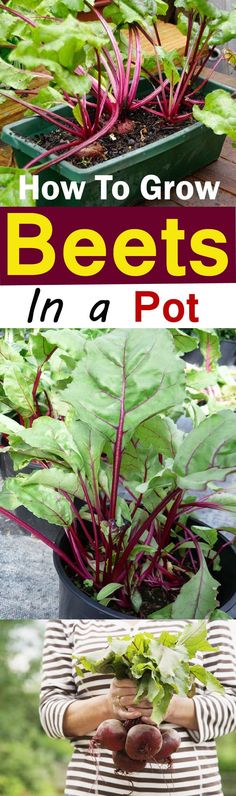 how to grow beets in a pot