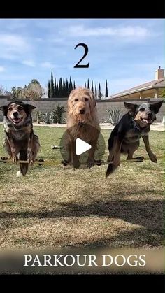 three dogs are jumping in the air with one dog looking at the camera while another looks on