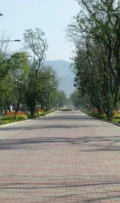 an empty street lined with trees and flowers