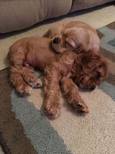 two puppies are curled up on the floor