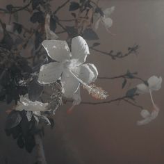 a branch with white flowers and leaves in the foggy day light, against a dark background