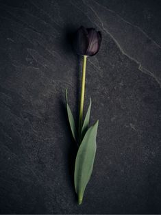 a single tulip sitting on top of a black table next to a green leaf