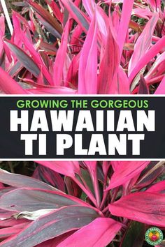 growing the gorgeous hawaiian tiplant