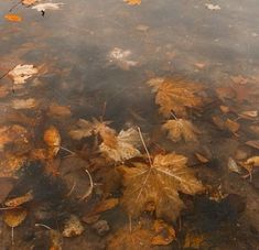 leaves floating on the surface of a body of water