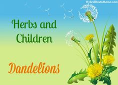 the words herbs and children dandelions on a green background with dandelions