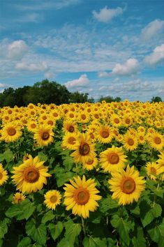 a field full of yellow sunflowers under a blue sky with clouds in the background