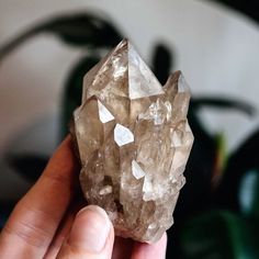 #smokyquartz #crystals #quartz #crystalgeode #quartzgeode #geode #minerals #gemstones #gems #rocks #crystalgemstones #crystalhealing #energyhealing #chakrahealing #energy #chakra #aesthetic Witchy Things, Gems And Minerals, Smokey Quartz, Crystal Gems