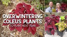 there are pictures of plants in the garden with text overlaying them that says, overwintering coleus plants to plant next year