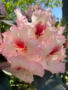 pink and white flowers are blooming in the sun