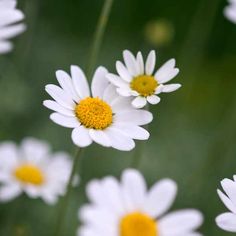 some white and yellow flowers are in the grass