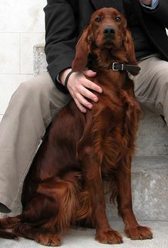 a man sitting on the steps with his dog