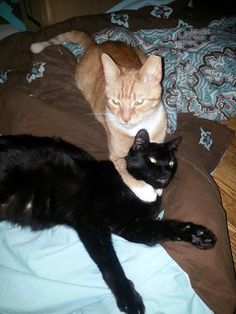 two cats laying on top of a bed next to each other